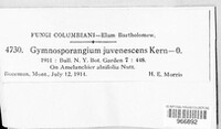 Gymnosporangium nidus-avis image